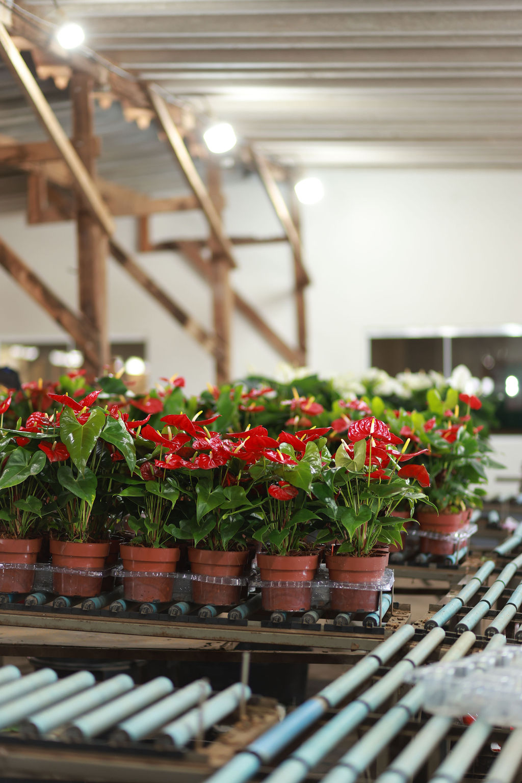 Vasos de antúrios vermelhos organizados em esteira de produção Vasos de antúrios vermelhos organizados em esteira de produção dentro de estufa