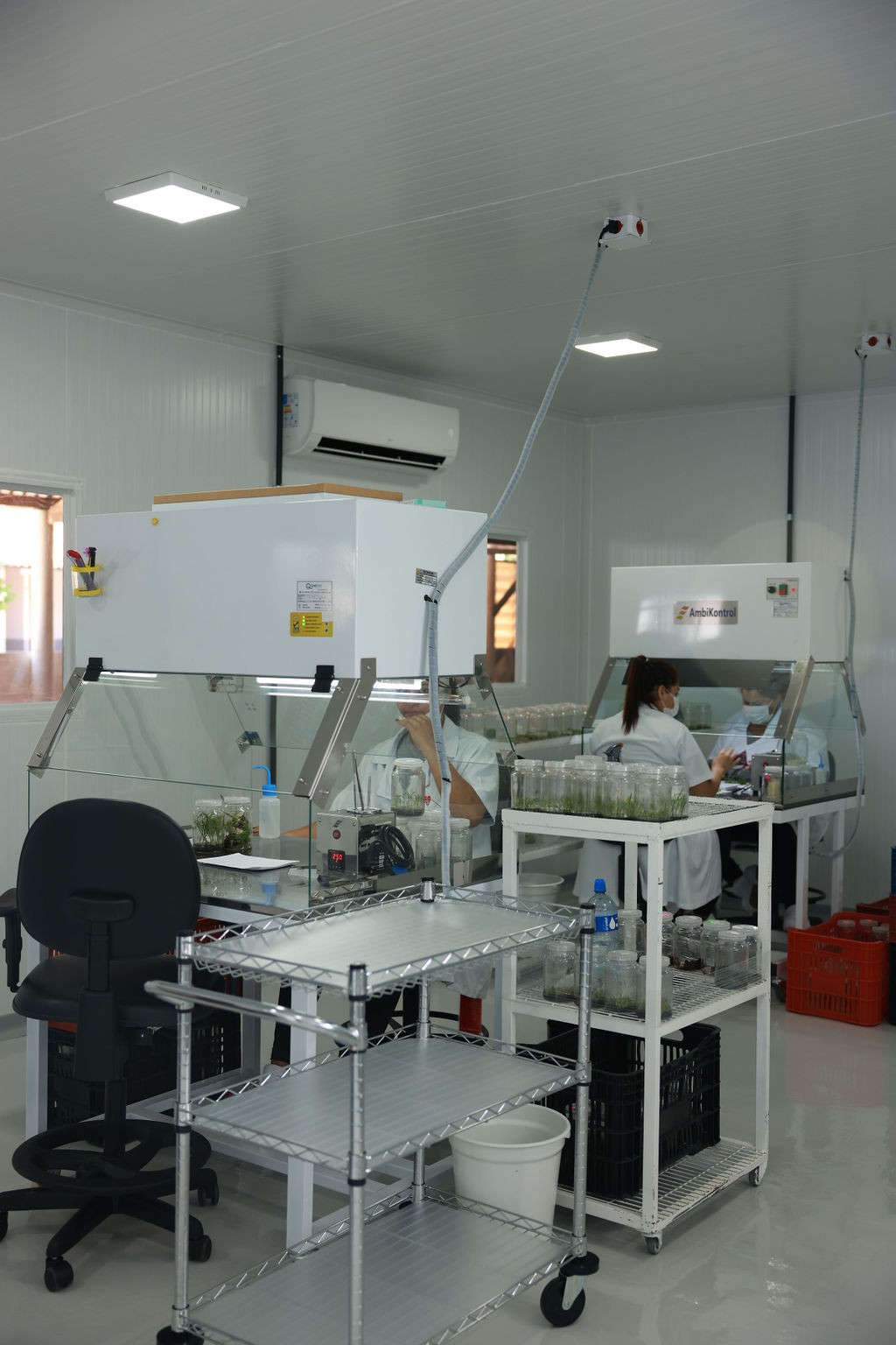 Técnicos trabalhando em laboratório de cultivo in vitro de plantas com equipamentos de biossegurança e frascos de vidro