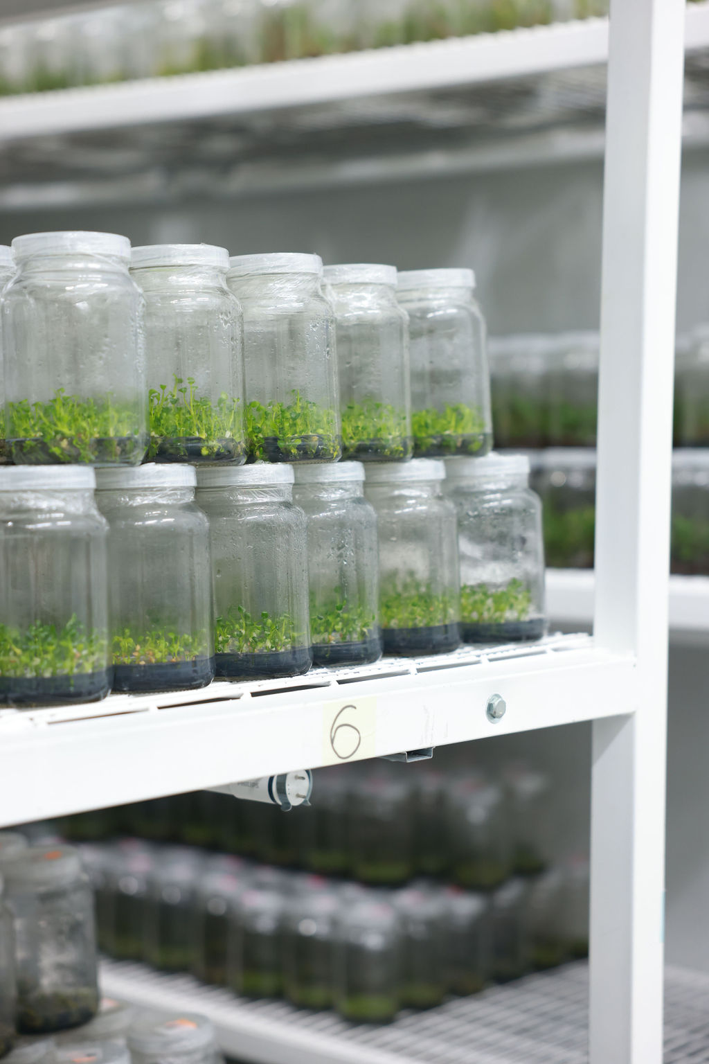 Frascos de vidro com mudas em cultivo in vitro organizados em prateleira de laboratório