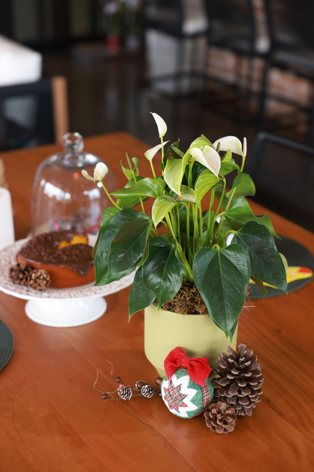 Antúrio branco: elegância natural que transforma qualquer ambiente, até nas festas de fim de ano. Vaso de antúrio branco em mesa de madeira com decoração natalina e bolo sob redoma de vidro