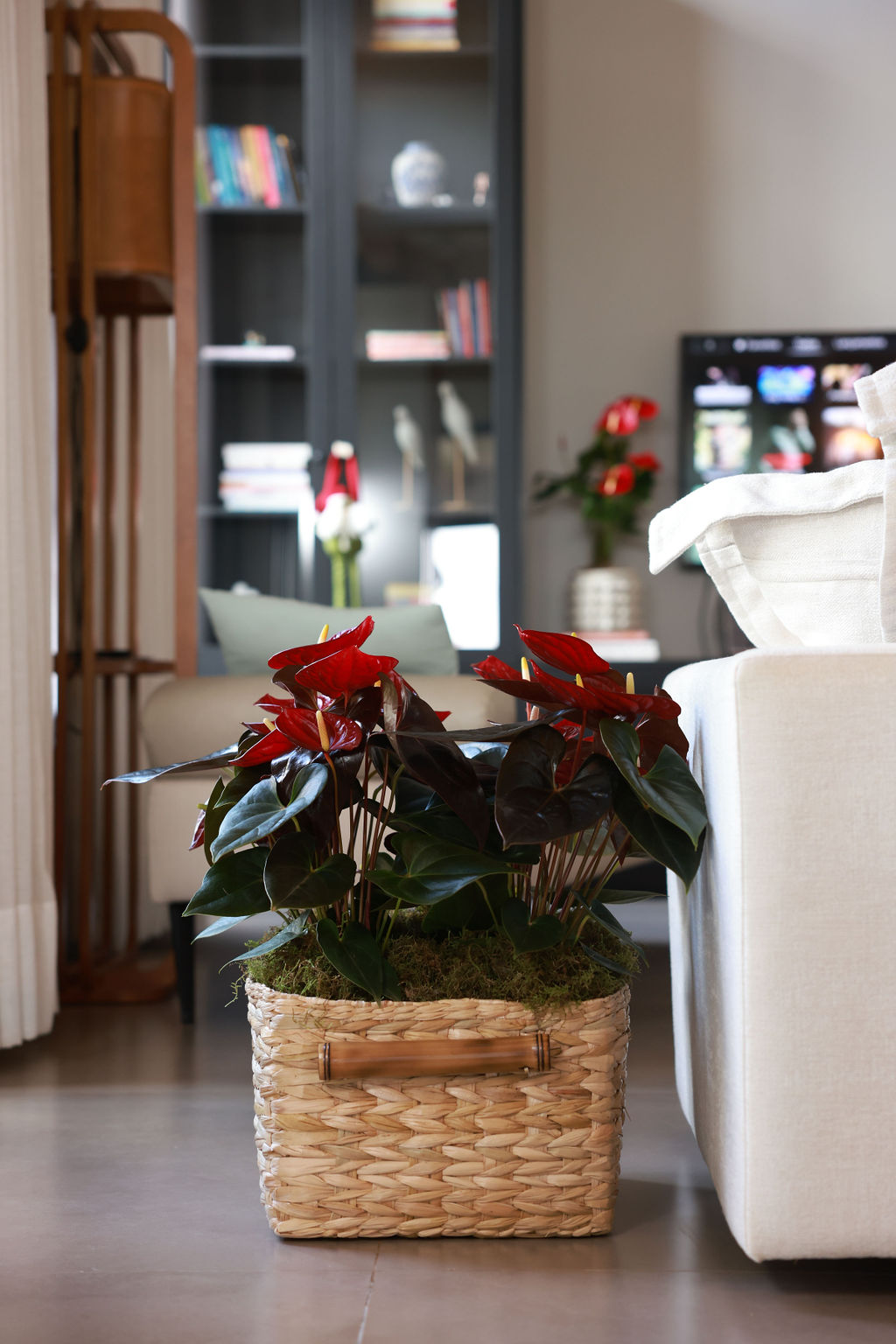 Antúrio vermelho em cesto de palha usado como decoração Antúrio vermelho em cesto de palha usado como decoração ao lado de sofá em sala moderna