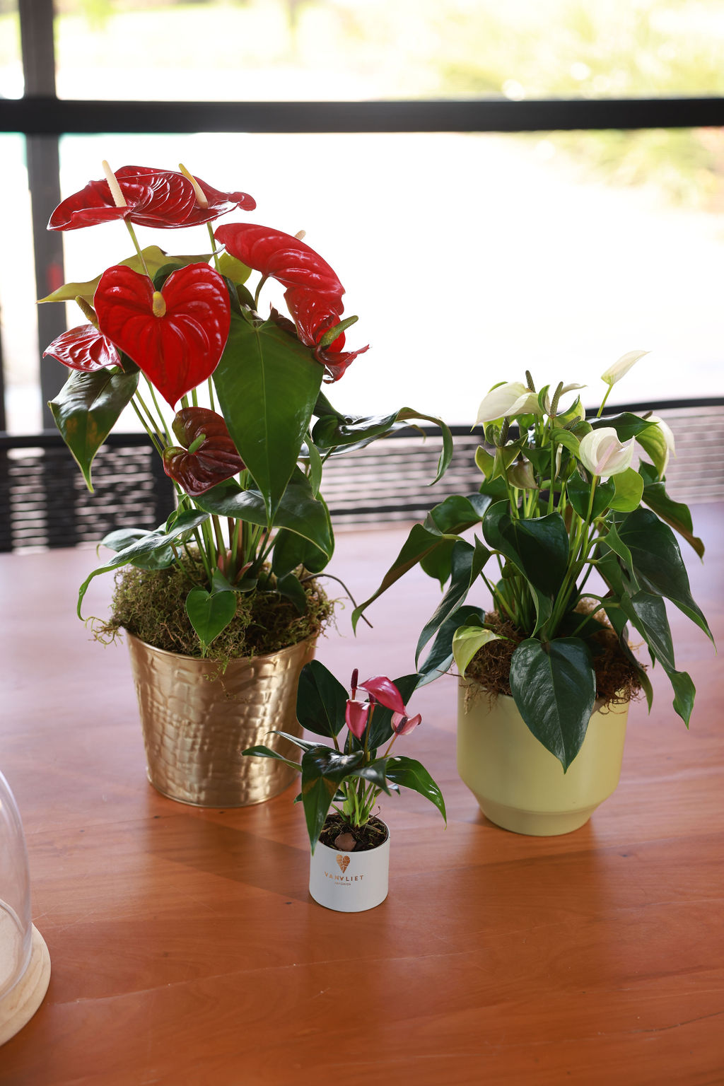 Antúrios em diferentes tamanhos e cores Três vasos com antúrios vermelho, branco e mini em mesa de madeira perto de uma janela