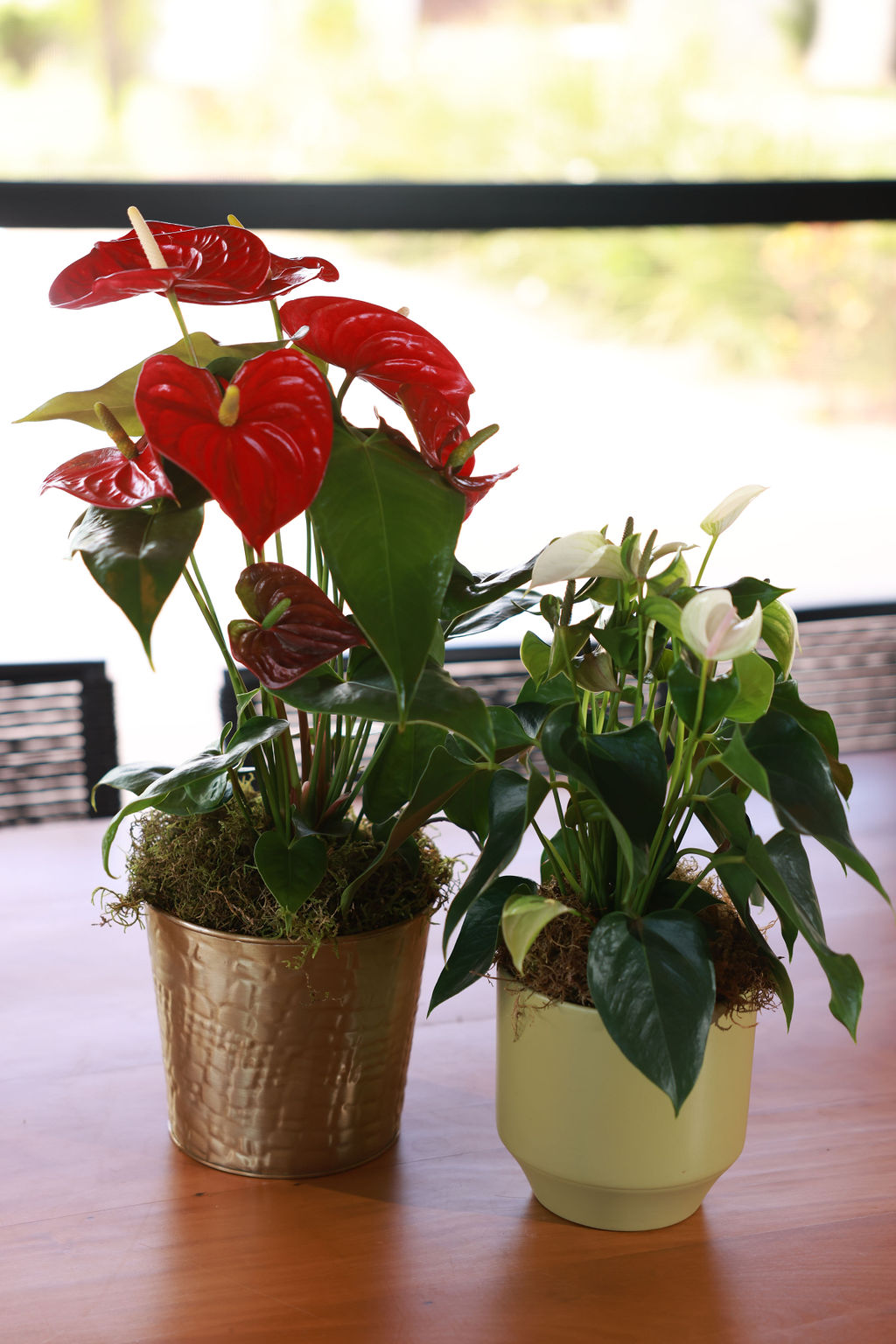 Antúrios em diferentes cores e vasos: elegância natural para qualquer ambiente. Antúrio vermelho em vaso dourado e antúrio branco em vaso verde sobre mesa de madeira