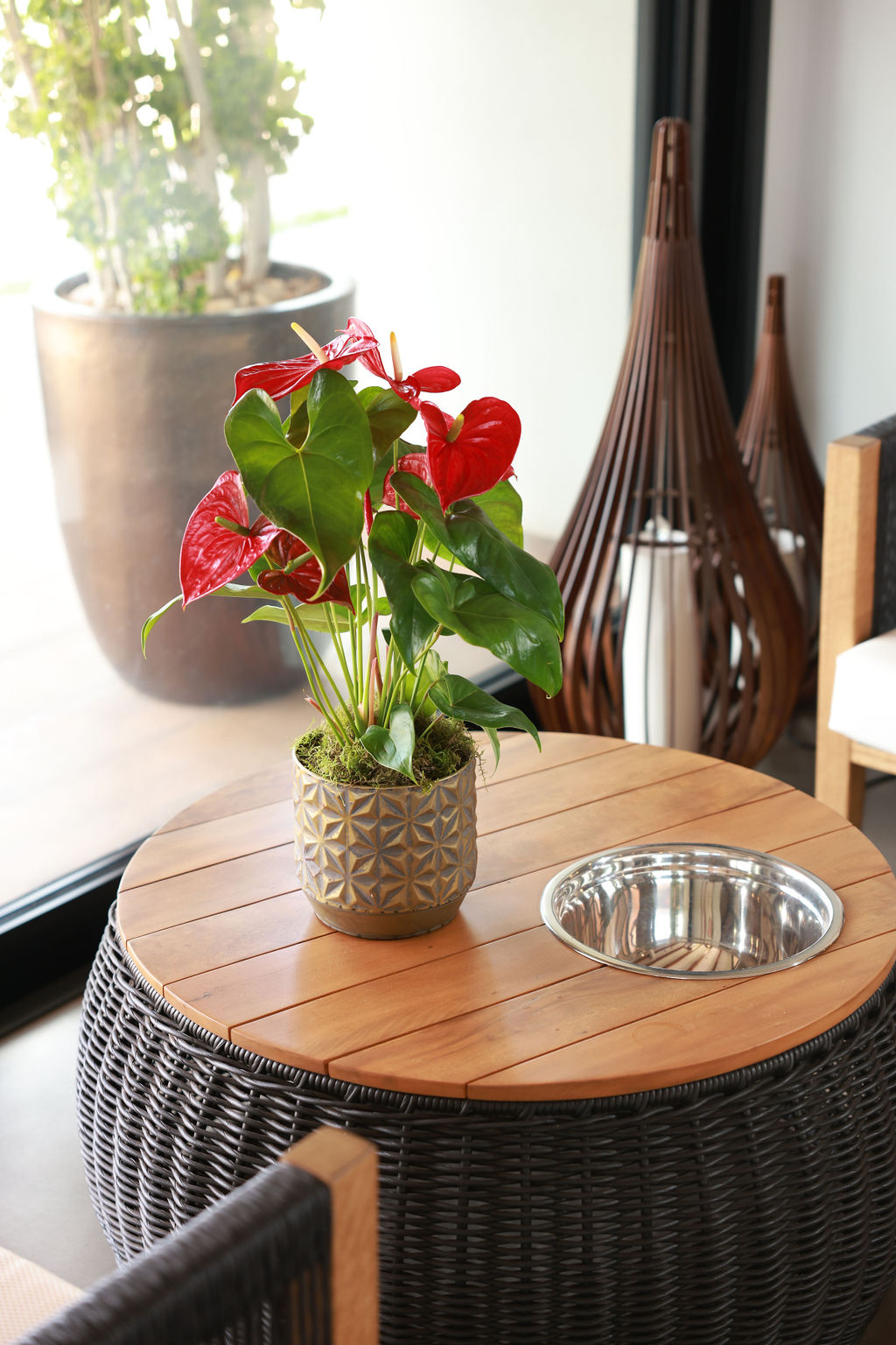 Vaso de antúrio vermelho sobre mesa de centro redonda de madeira Vaso de antúrio vermelho sobre mesa de centro redonda de madeira em ambiente interno iluminado