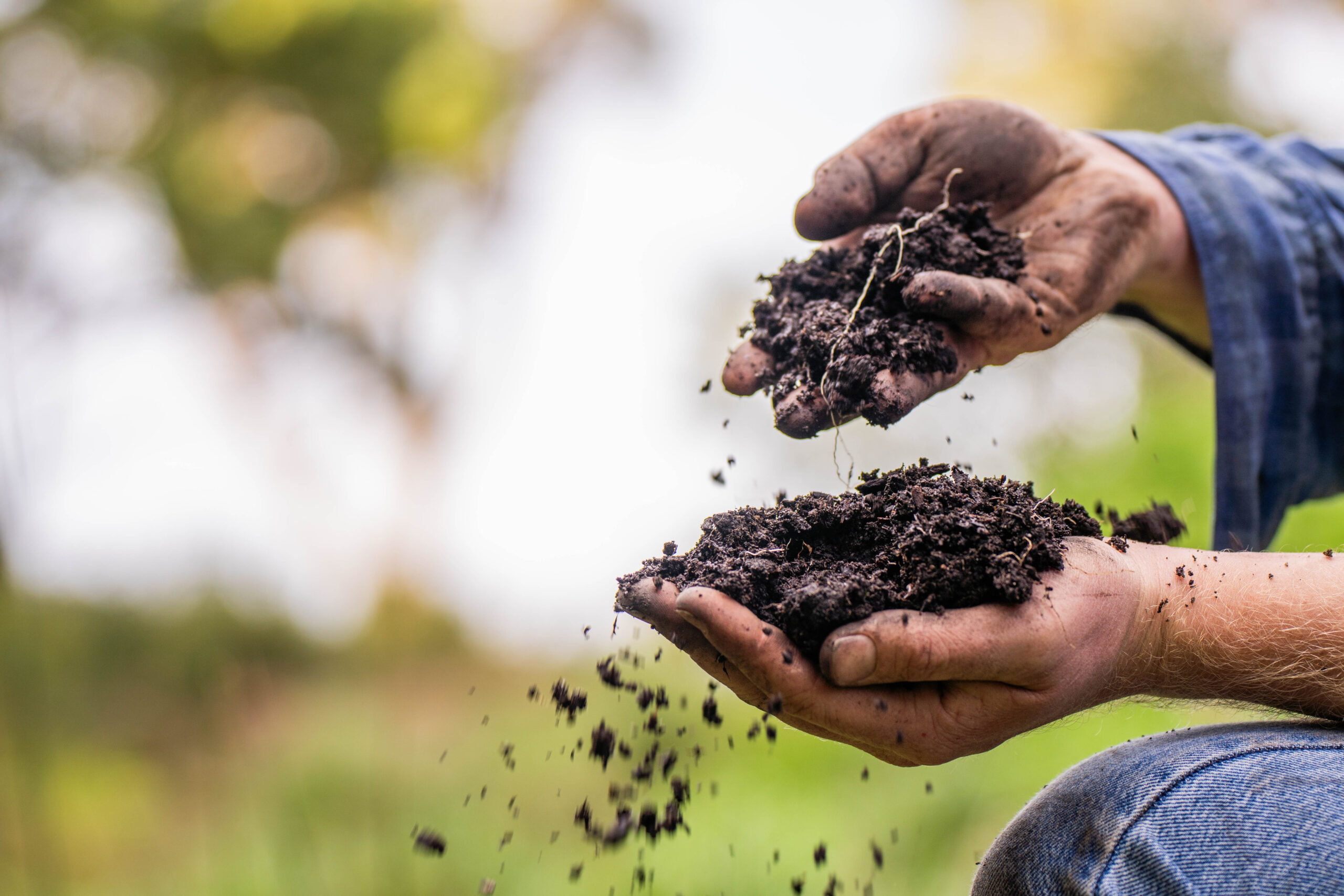Mãos segurando e analisando terra fértil com matéria orgânica em ambiente natural