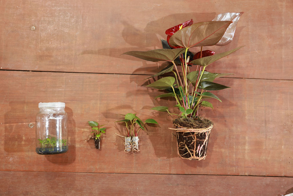 Quatro estágios de crescimento de antúrios: muda em frasco, pequena muda, muda com torrão e planta jovem, em Holambra.