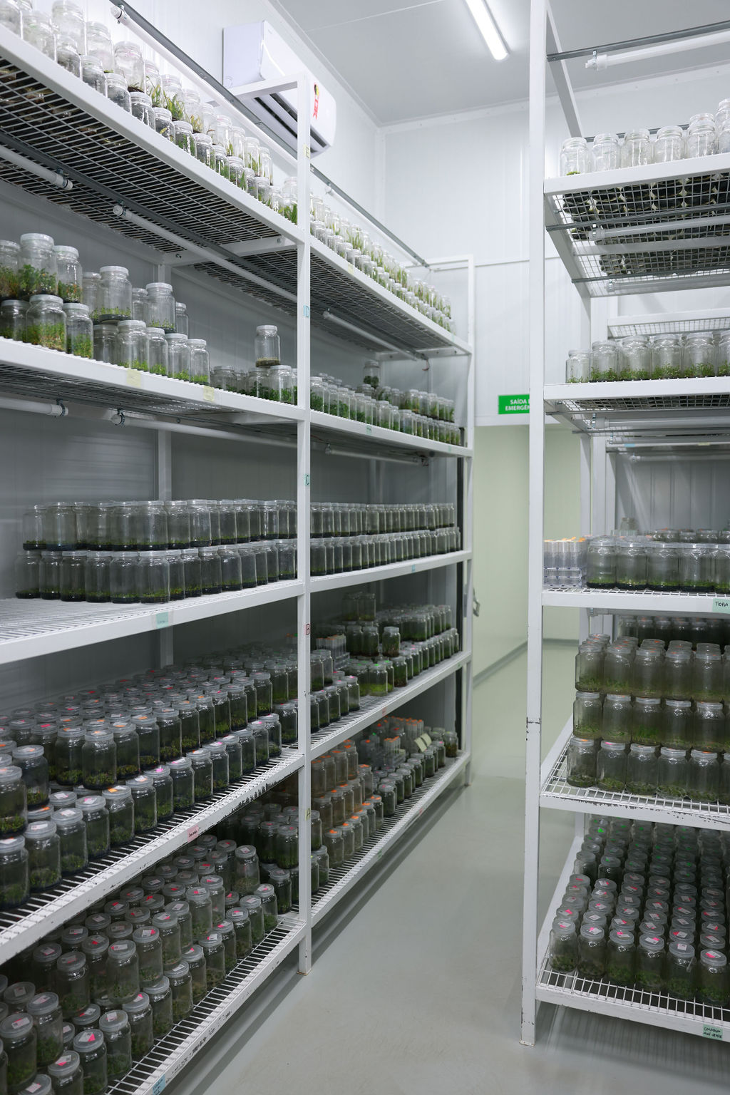 Sala climatizada com prateleiras contendo frascos com mudas de plantas cultivadas in vitro em laboratório agrícola