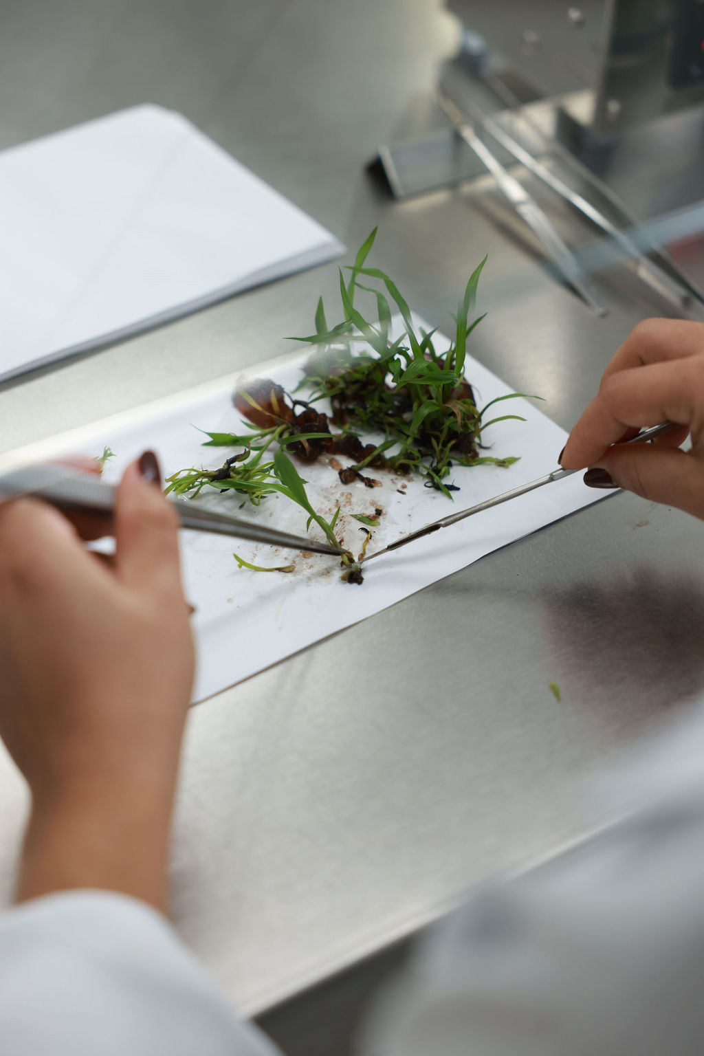 Profissional manipulando mudas em bancada de laboratório com pinça e lâmina em ambiente controlado