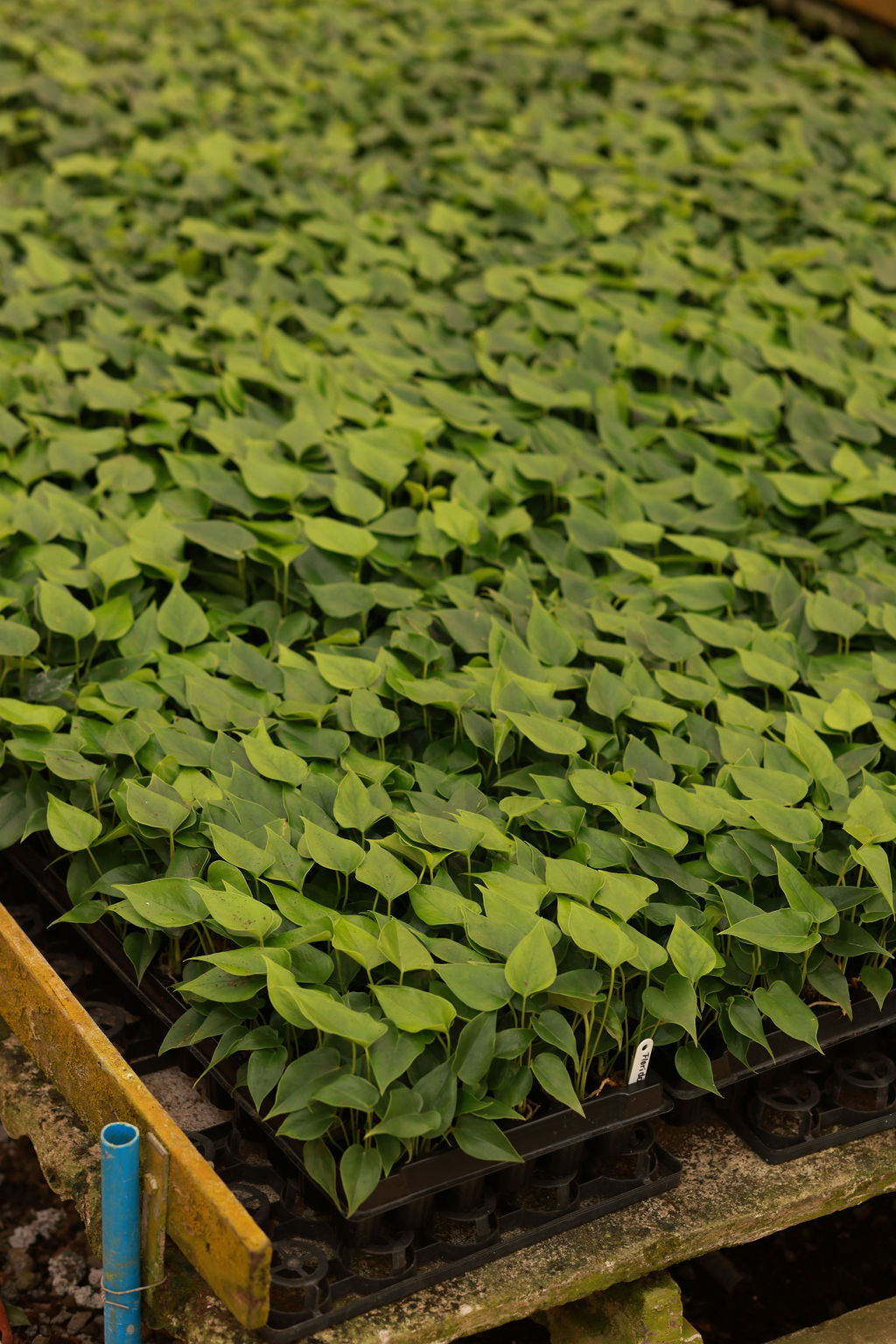 Quatro estágios de crescimento de antúrios: muda em frasco, pequena muda, muda com torrão e planta jovem, em Holambra.
