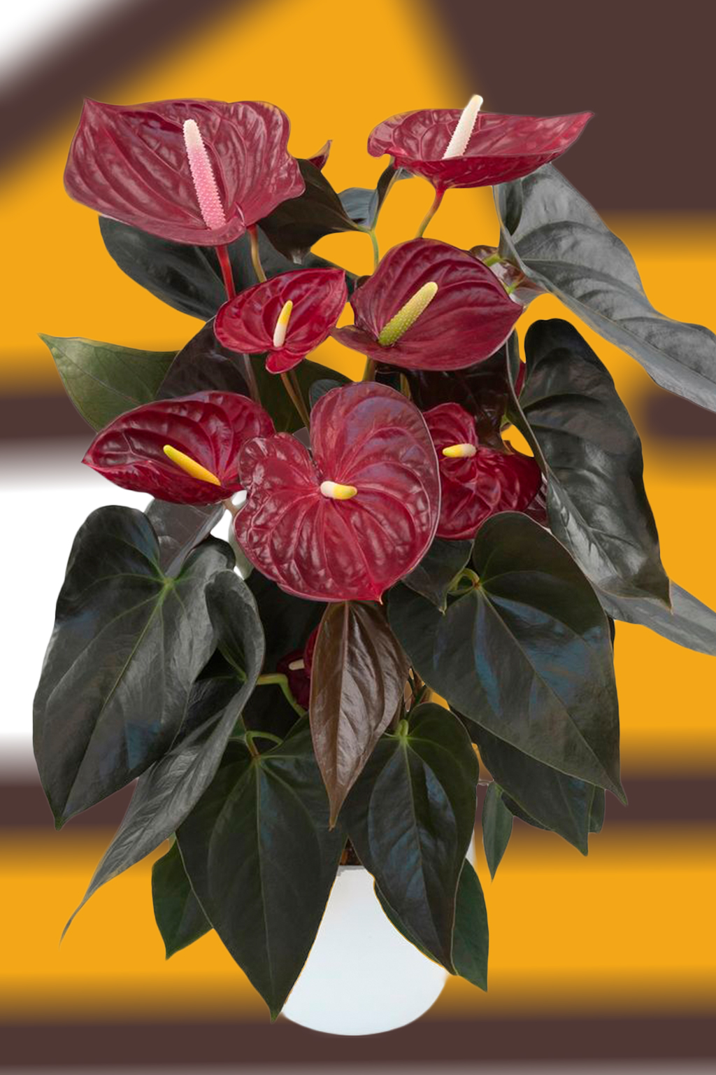 Antúrio vinho com espádices amarelos e folhas verde-escuras em vaso branco, sobre fundo desfocado amarelo e marrom