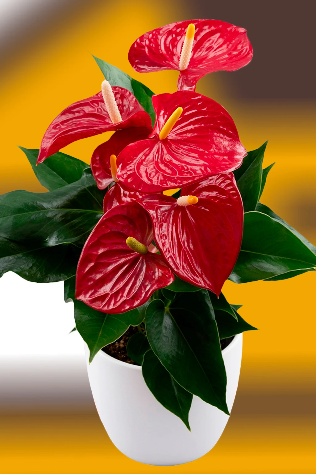 anthurium-everio Antúrio vermelho vivo com espádices amarelos em vaso branco sobre fundo desfocado amarelo e marrom