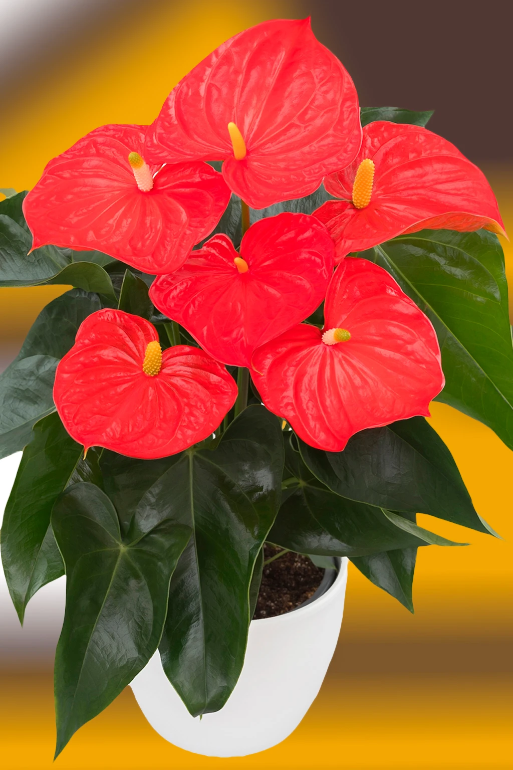 anthurium-florida-oranje Antúrio vermelho-intenso com espádices amarelos em vaso branco sobre fundo desfocado em tons de amarelo e marrom