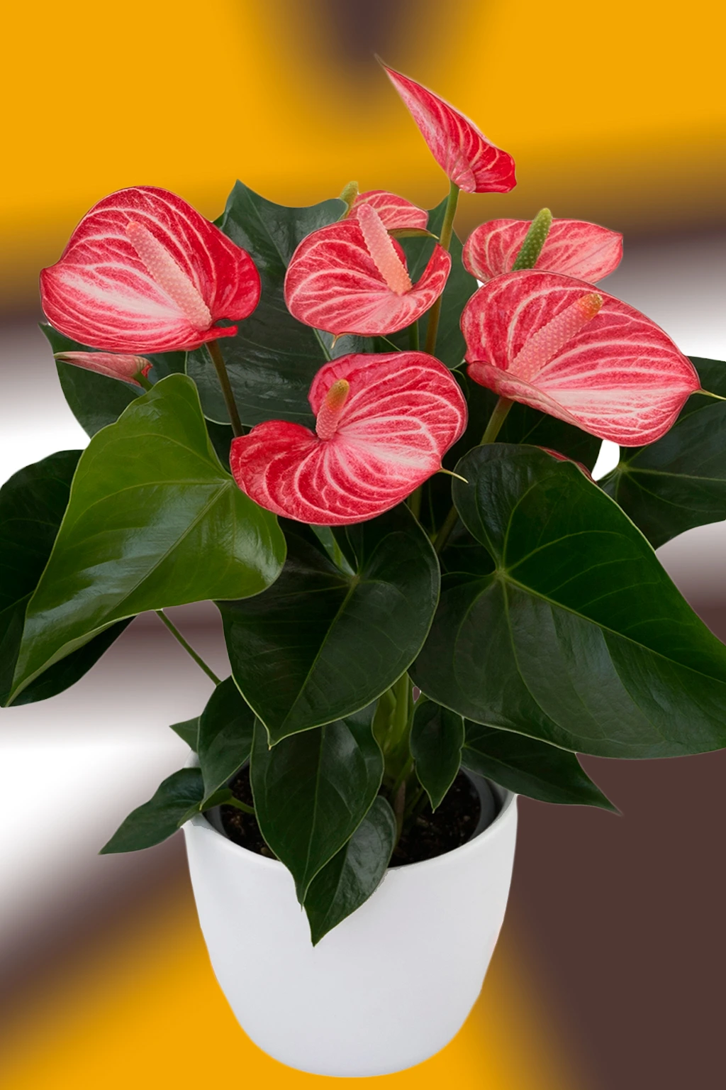 Antúrio vermelho com nervuras brancas em vaso branco e folhas verdes escuras sobre fundo desfocado amarelo e marrom