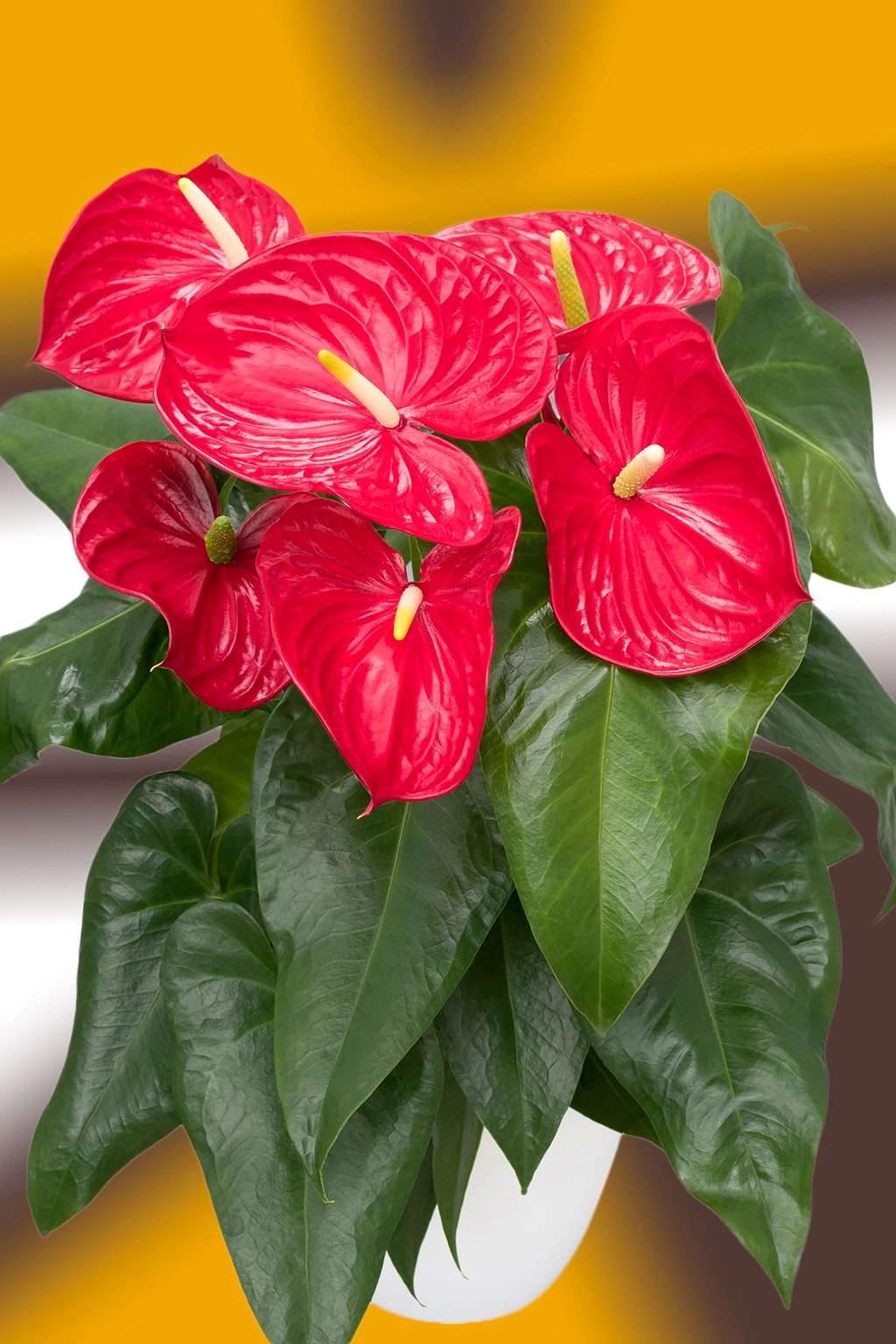 Antúrio vermelho com flores brilhantes e espádices amarelos em vaso branco, sobre fundo desfocado amarelo e marrom