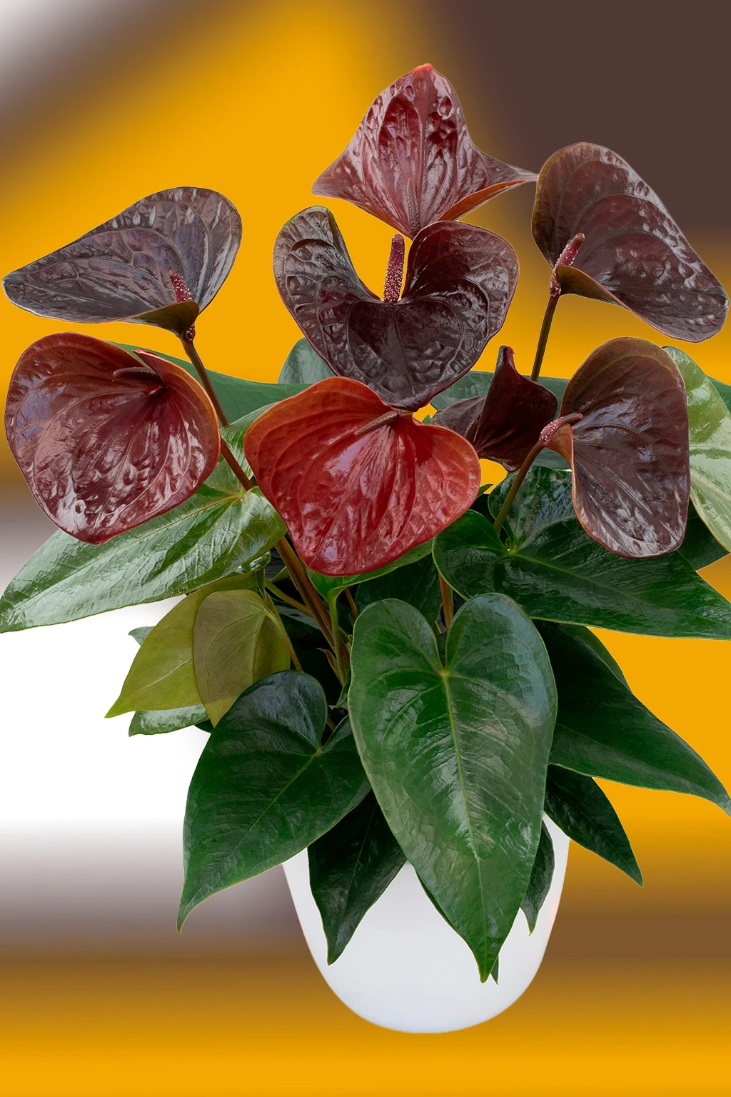 anturio-essencia Antúrio chocolate com flores marrom-escuras e folhas verdes em vaso branco sobre fundo desfocado amarelo e marrom