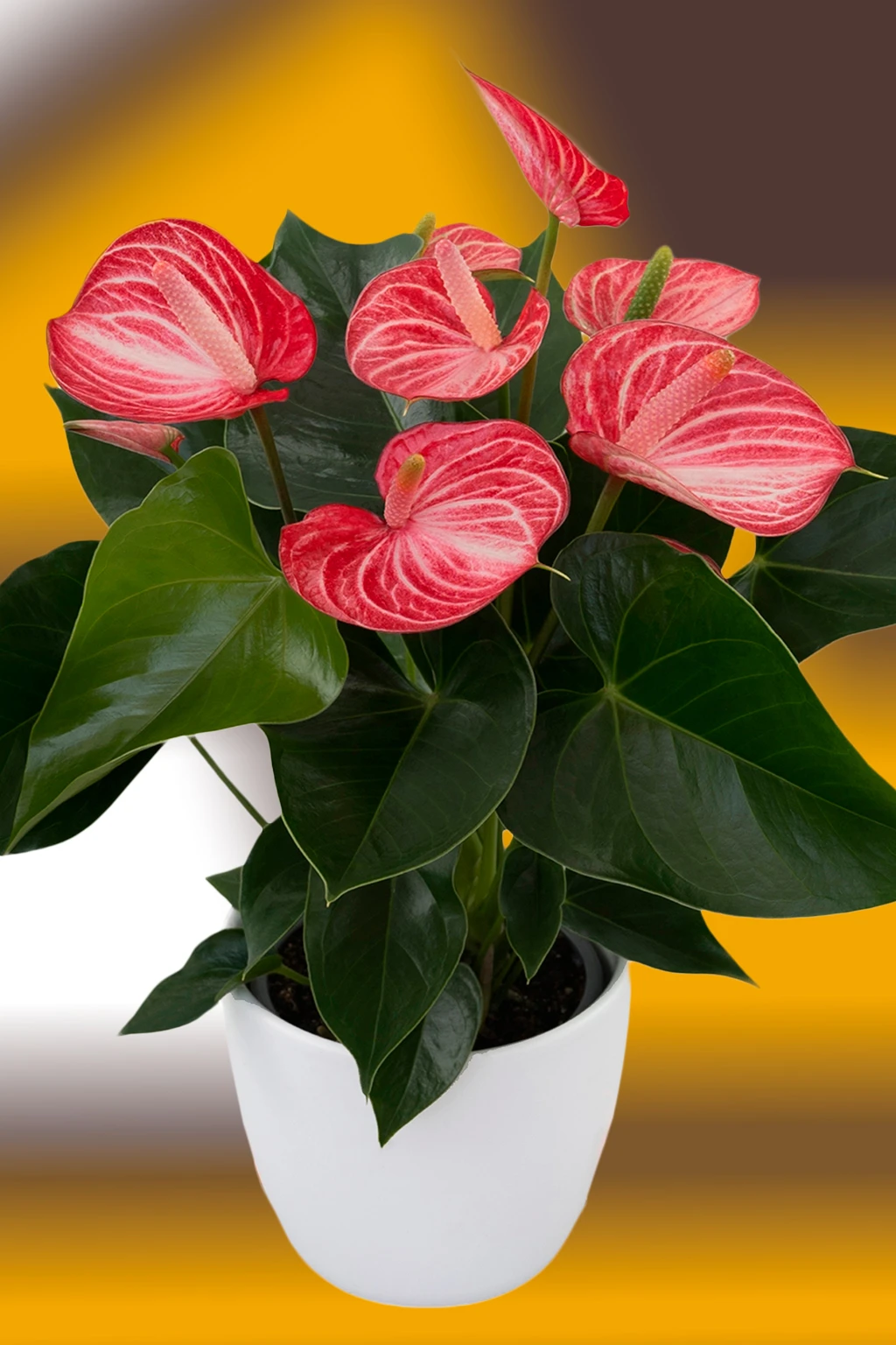anturio-livium-brillante Antúrio vermelho com nervuras brancas em vaso branco, com folhas verdes escuras, sobre fundo desfocado em amarelo e marrom