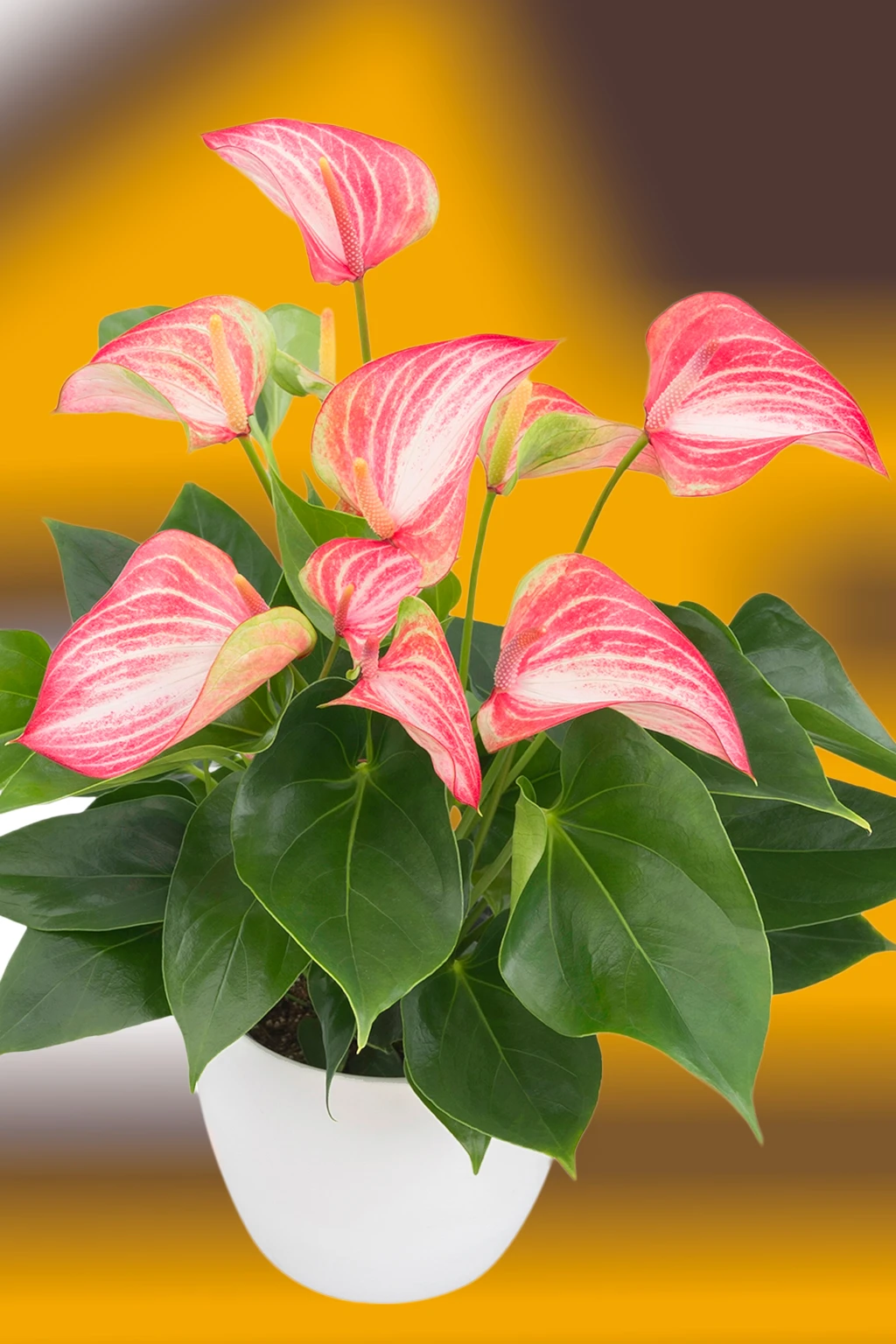 anturio-livium-red Vaso de antúrio rosa com folhas verdes em fundo amarelo desfocado