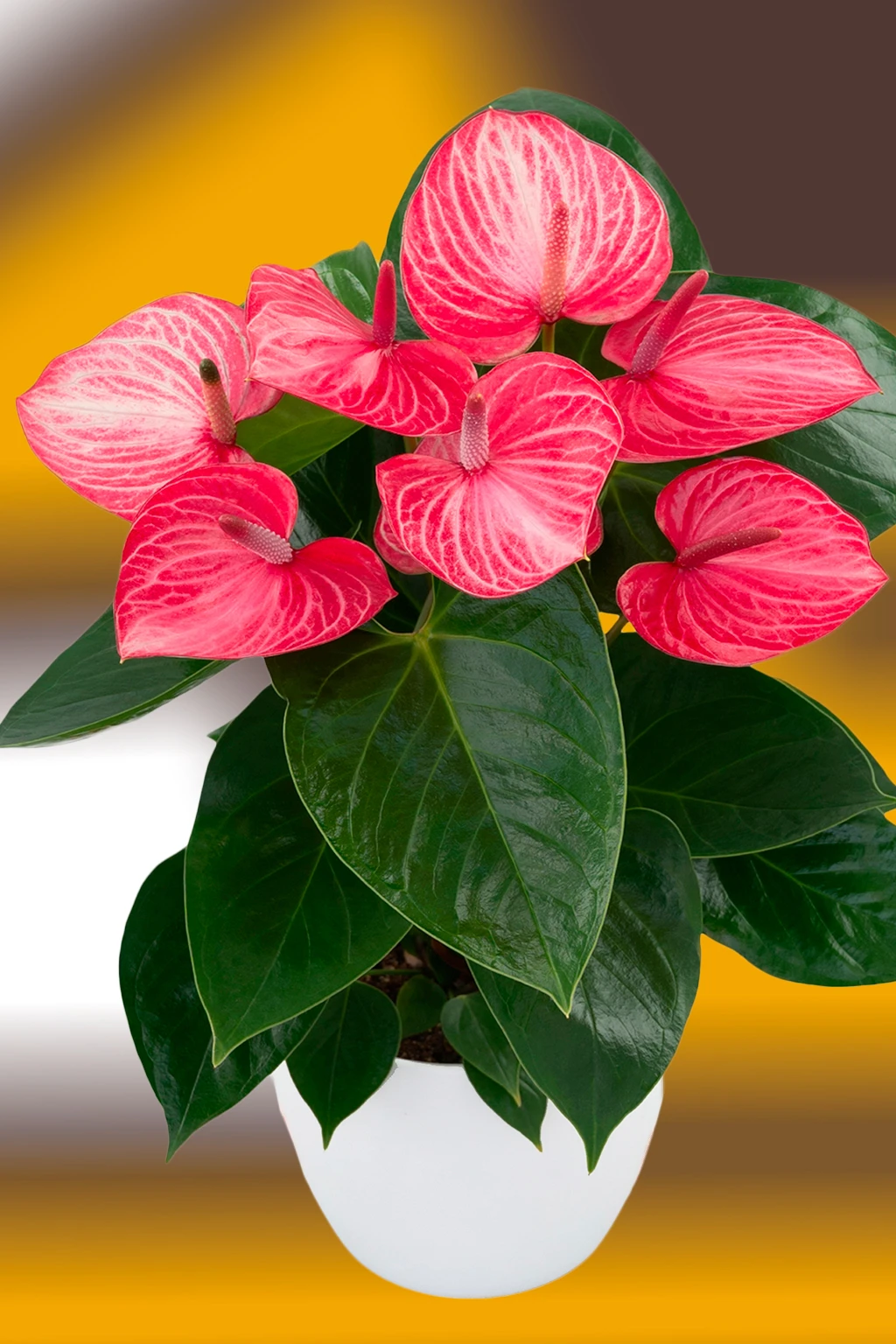 anturio-livium-ruby Antúrio vermelho vibrante em vaso branco com folhas verdes escuras sobre fundo amarelo desfocado