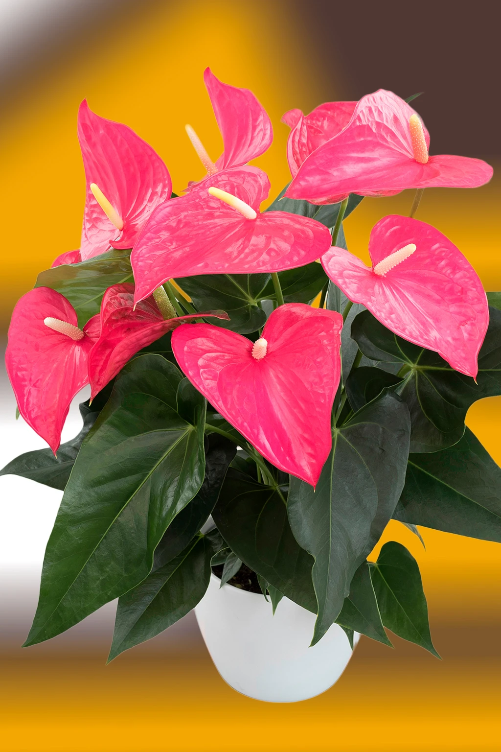 anturio-maine-rosa Vaso branco com antúrio de flores rosa-escuro e folhas verdes intensas sobre fundo desfocado em amarelo e marrom