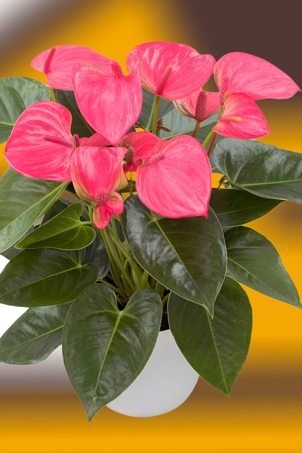 anturio-royal-pink-champion Antúrio com flores pink e folhas verdes brilhantes em vaso branco sobre fundo desfocado em tons de amarelo e marrom