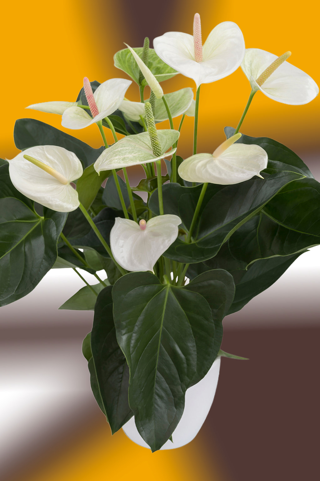 Antúrio branco com espádices amarelos em vaso plástico azul e folhas verdes, sobre fundo desfocado amarelo e marrom