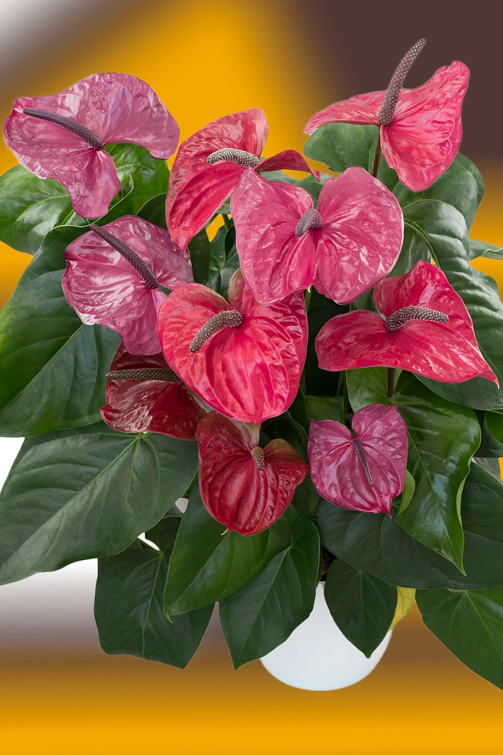 anturio-utah-roxo Antúrio roxo-avermelhado em vaso branco com folhas verdes escuras, sobre fundo amarelo e marrom desfocado