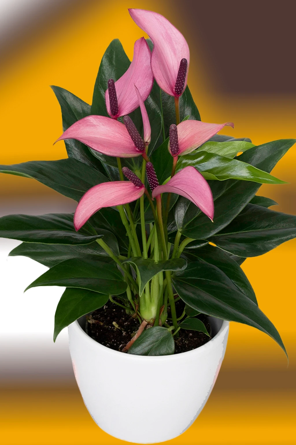 anturio-zizou-roxo Antúrio com flores rosa-claro e espádices roxos em vaso branco, sobre fundo amarelo e marrom desfocado