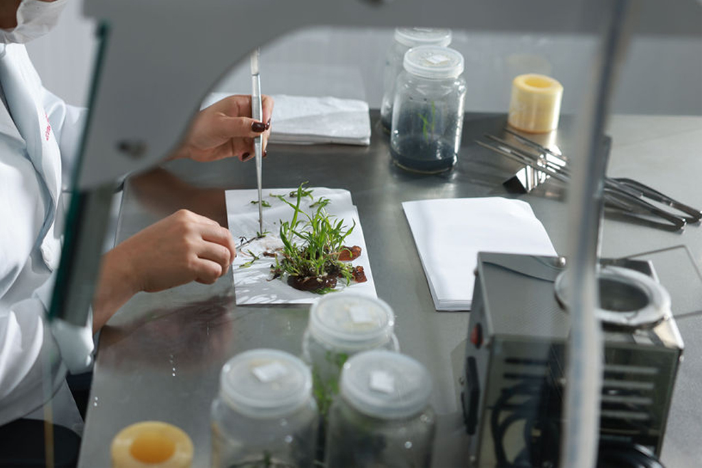 Técnico em laboratório realizando cultivo in vitro de plantas com uso de pinça e pipeta, em ambiente esterilizado
